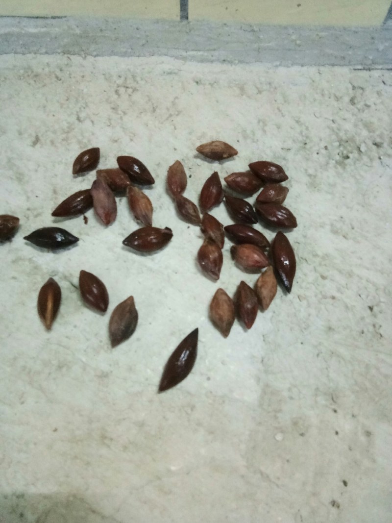 百年橄榄老树出靓核，一手货源有统货有工艺品