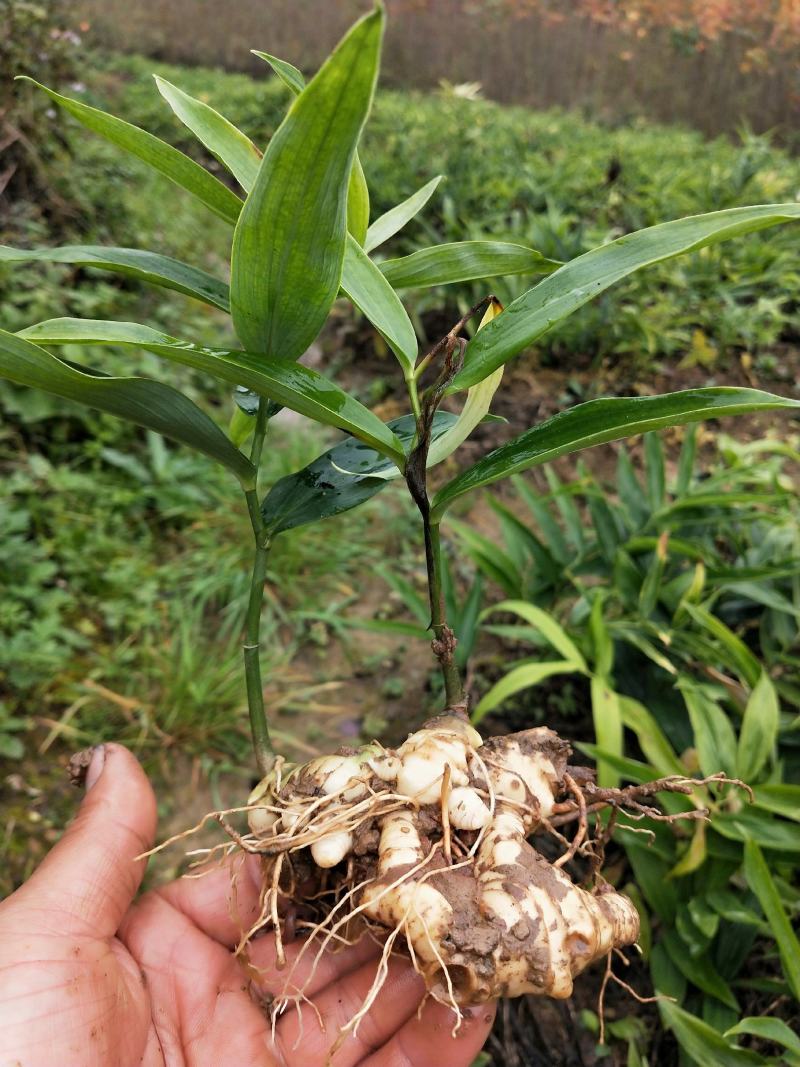 优质黄精种苗出售，四年以上苗。
