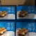 雪花带子日料食材个大肉厚鲜美弹嫩海鲜水产冷冻带子