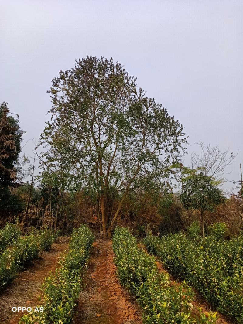 精品乌桕价格美丽原生丛生精品乌桕量大