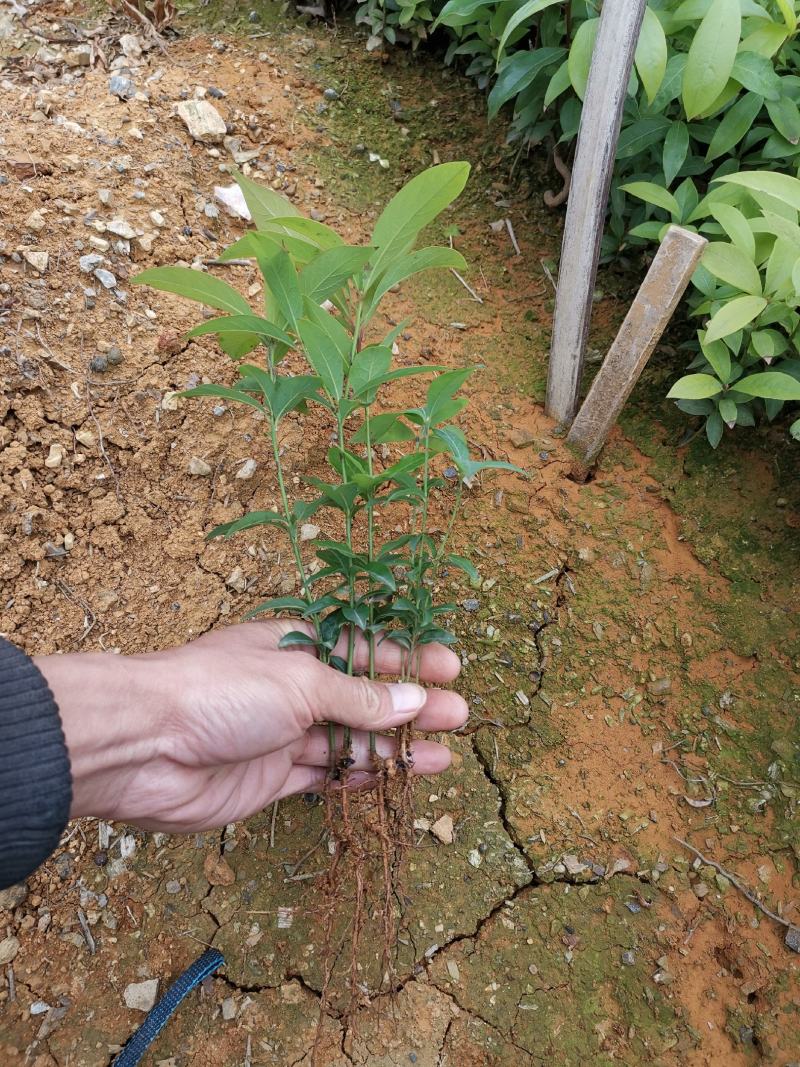 金丝楠木苗楠木苗绿化苗木产地直发一手货源