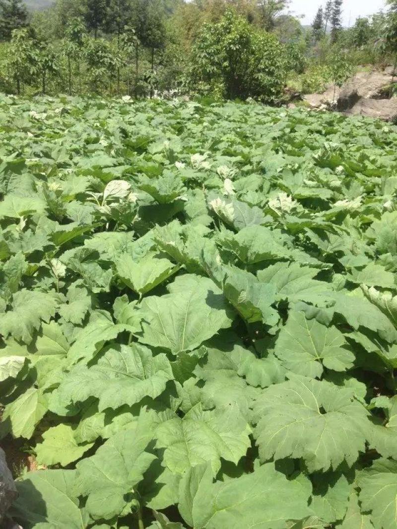 供应大黄种苗湖北恩施马蹄大黄苗大黄种苗种子，纯正马蹄大。