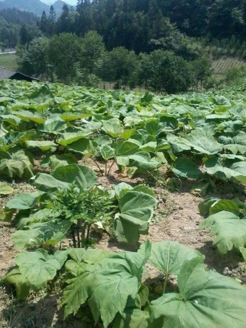 供应大黄种苗湖北恩施马蹄大黄苗大黄种苗种子，纯正马蹄大。