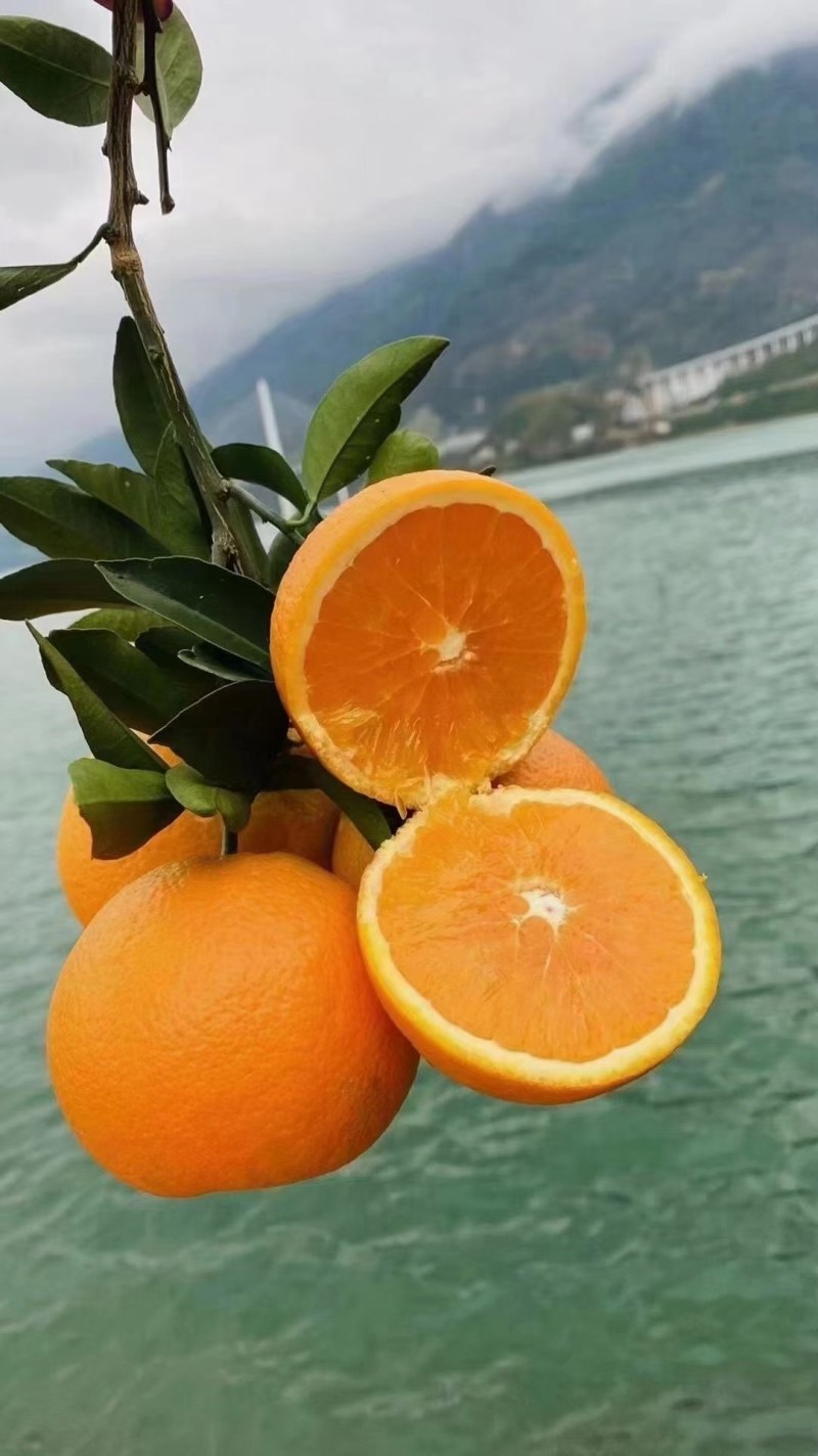湖北精品纽荷尔脐橙一件代办品质保证量大从优欢迎联系