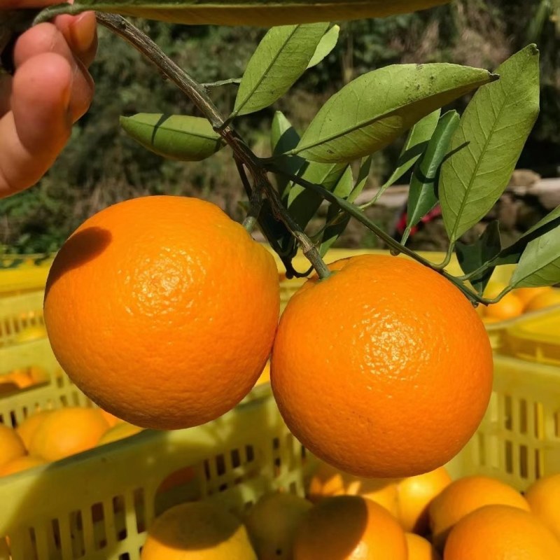 湖北精品纽荷尔脐橙一件代办品质保证量大从优欢迎联系