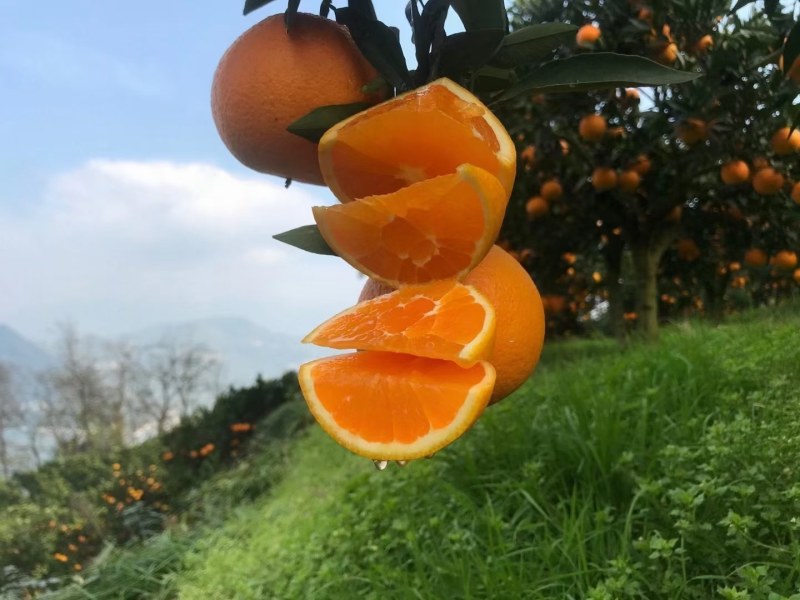 湖北精品纽荷尔脐橙一件代办品质保证量大从优欢迎联系