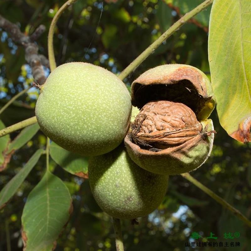 山核桃【零批】太行山老树厚皮棉核桃，无漂白5斤包邮