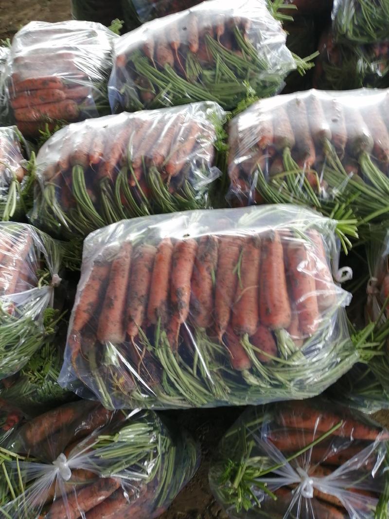 胡萝卜精品中条大量供应全国发货保证质量货源稳定持续年底