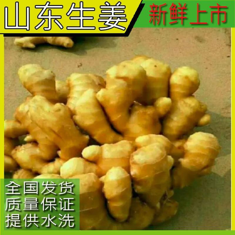 生姜优质小黄姜大量货源产地直销质量保证全国发货