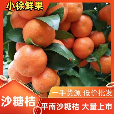 [精品]平南优质沙糖桔今年大丰收，大量上市了