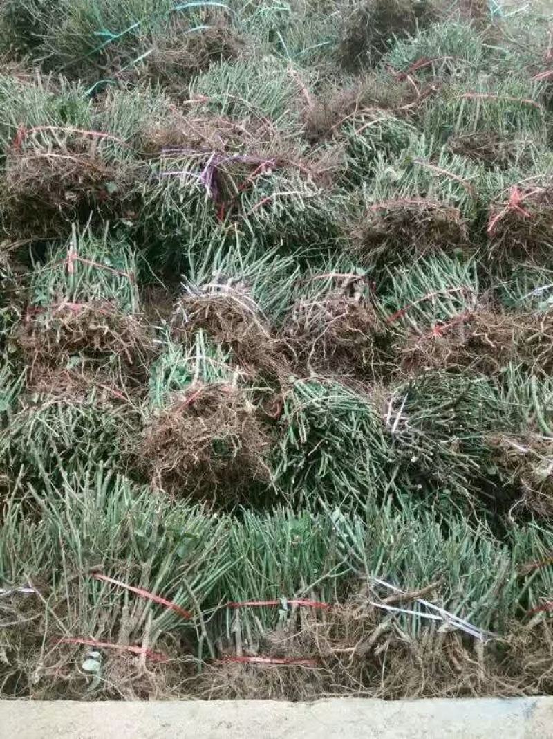月季裸根苗大花月季丰花月季基地直供，价格优质量好绿化工程