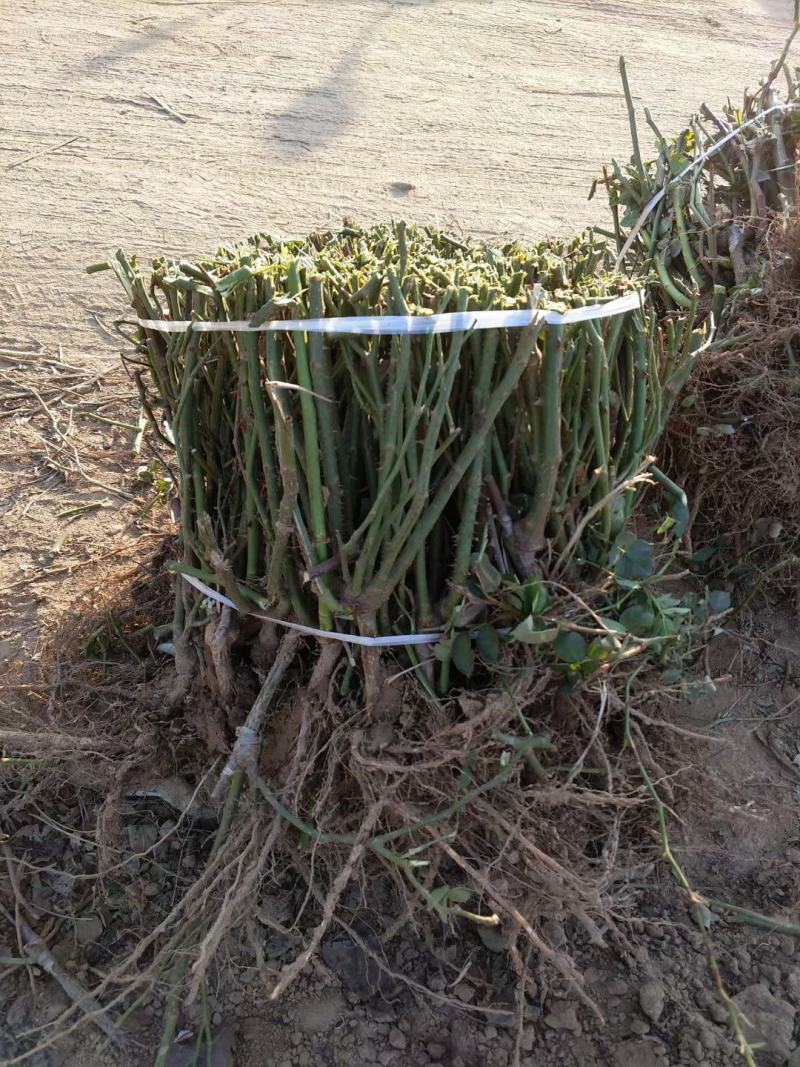 月季裸根苗大花月季丰花月季基地直供，价格优质量好绿化工程