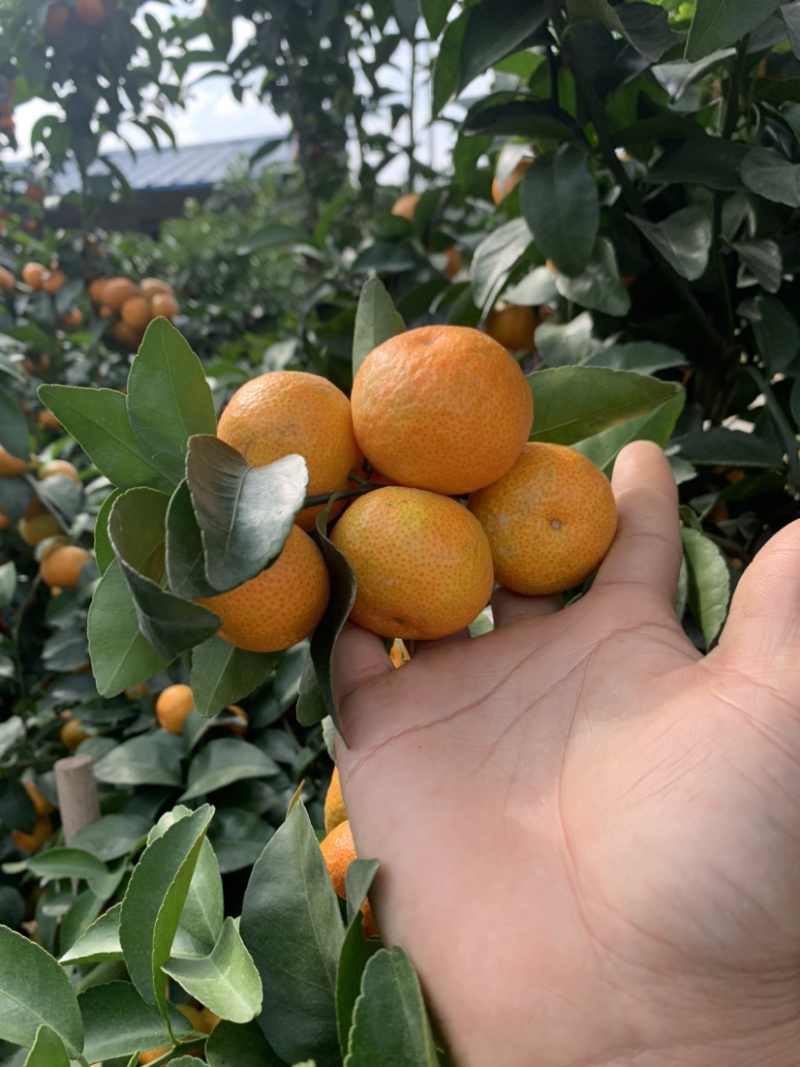 广西来宾象州无籽沙糖桔上市了，品质好，皮薄，甜度够，