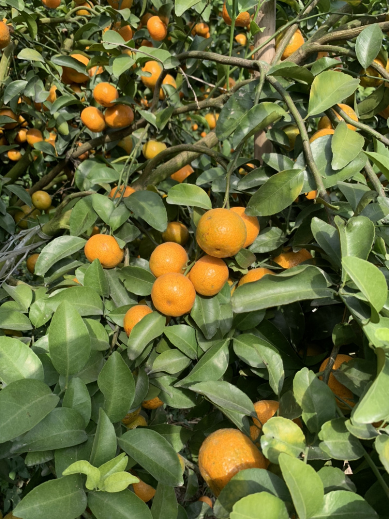 广西来宾象州无籽沙糖桔上市了，品质好，皮薄，甜度够，