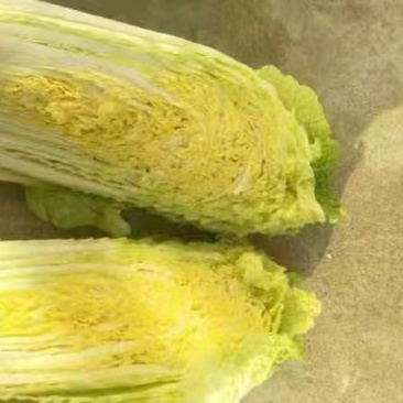 娃娃菜，大量上市中，诚信经营，质量保证代发全国