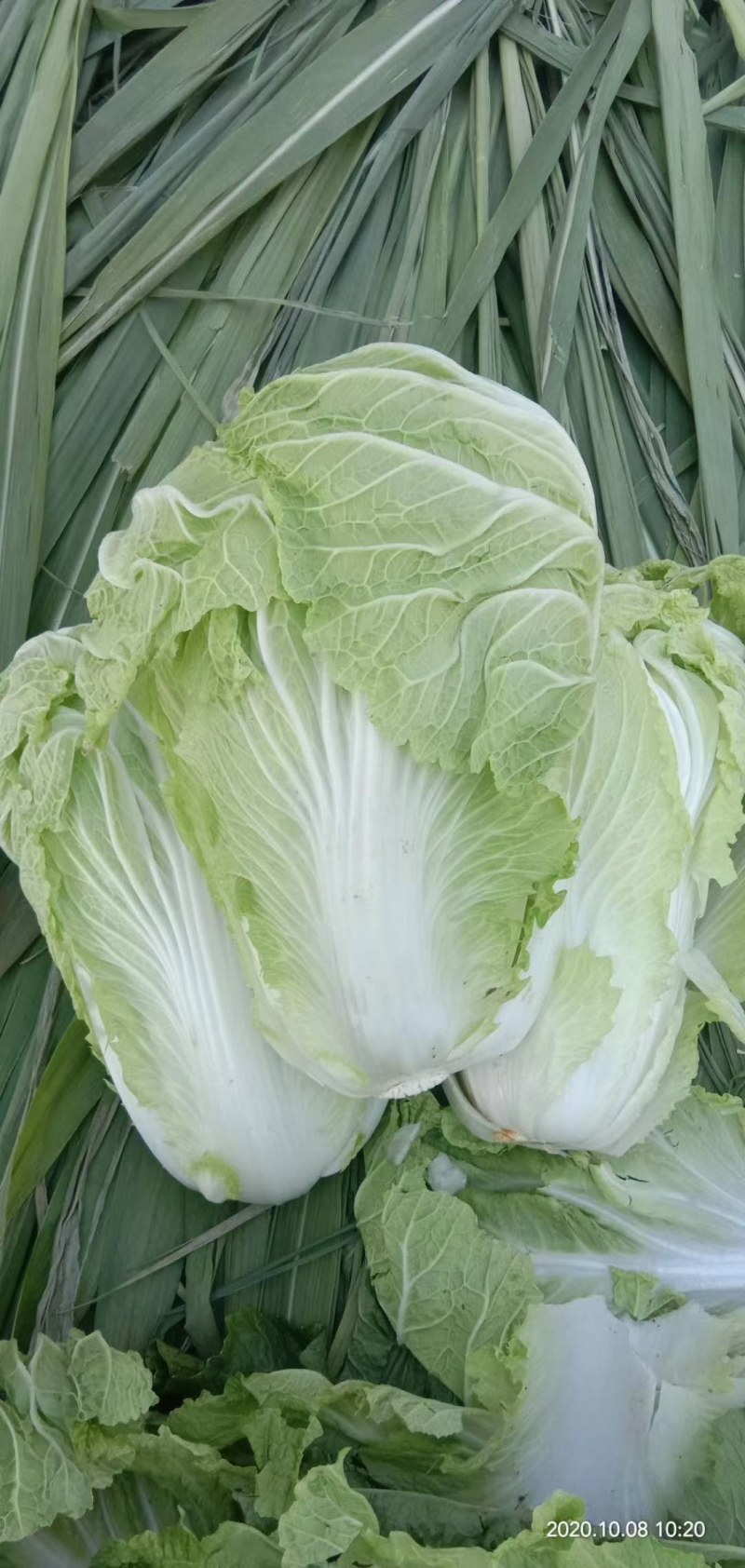 娃娃菜，大量上市中，诚信经营，质量保证代发全国