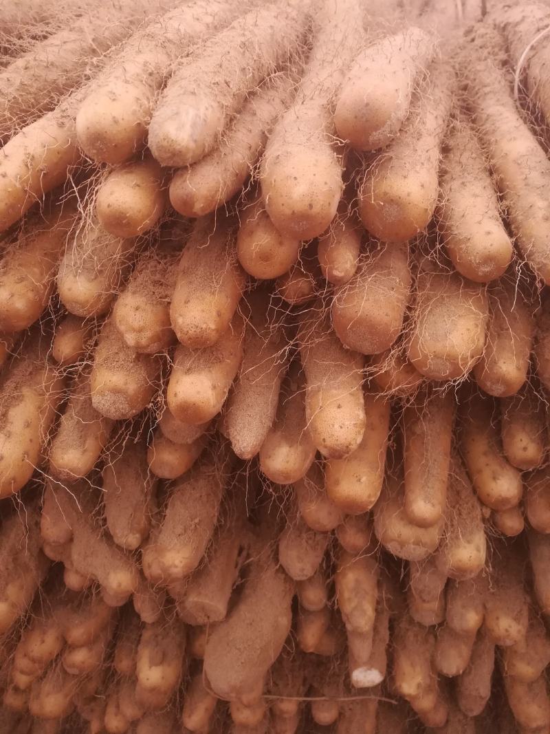 铁棍山药开始大量出售物美价廉