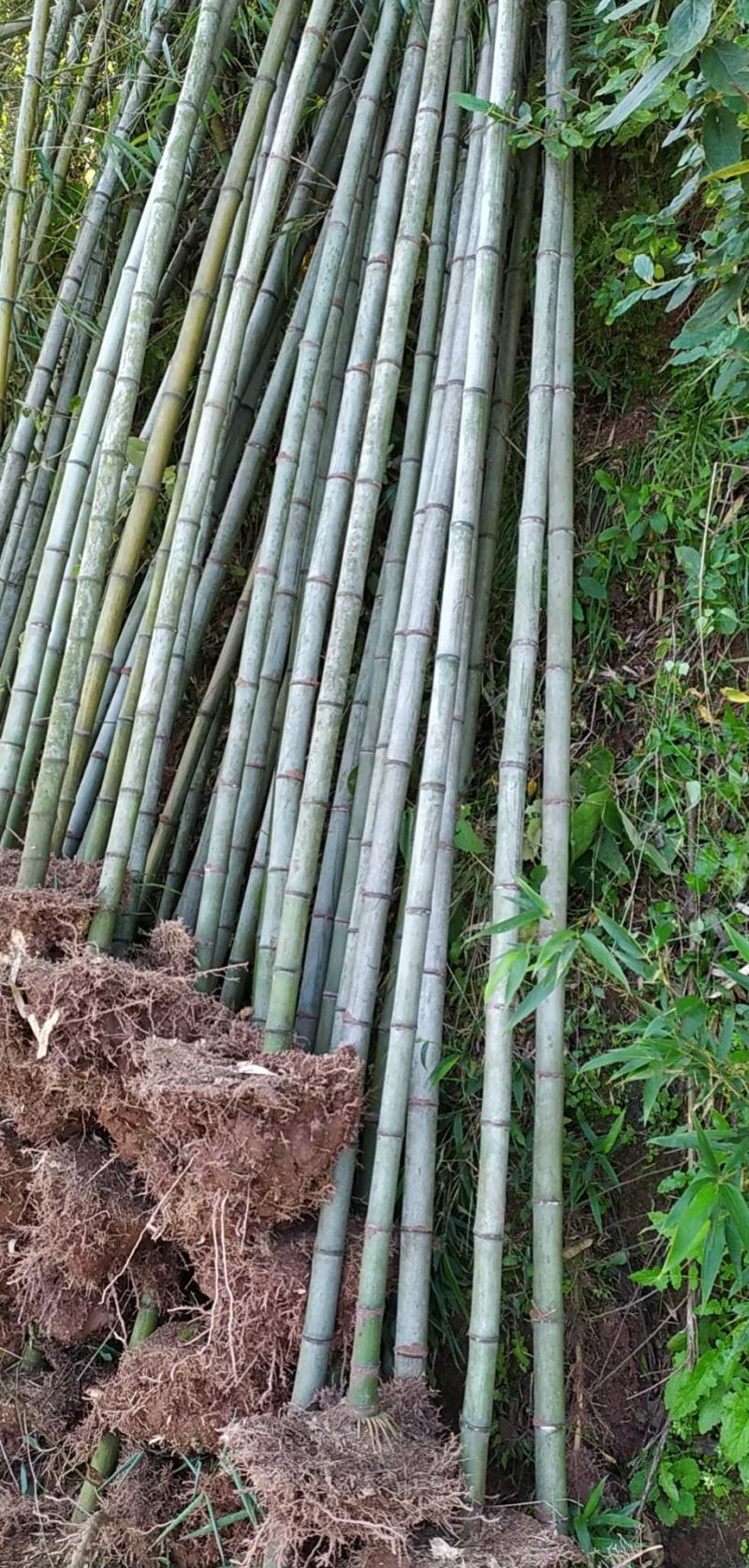 斑竹供庭院，旅游，绿化造林，以及工业加工