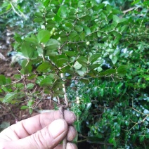 中叶绣花针鲜货（野生）