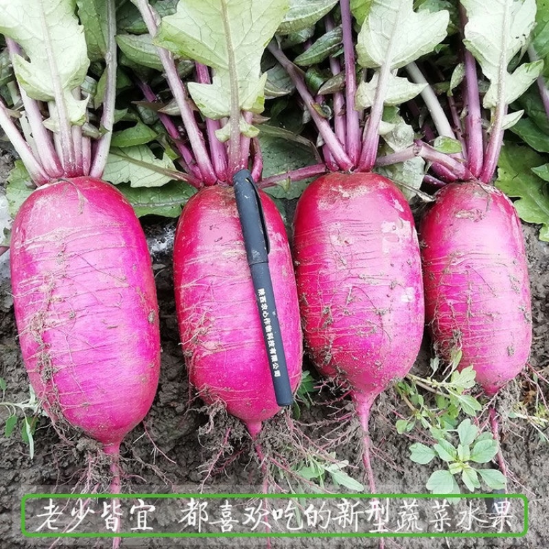 【精品】江苏种子红心水果萝卜种子紫美人萝卜种子。