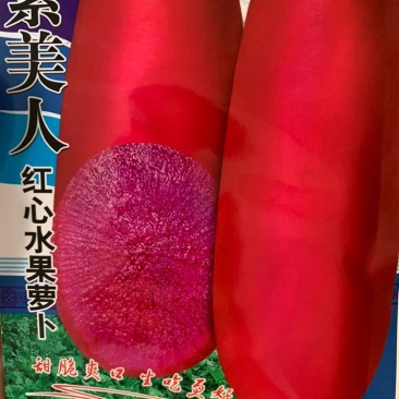 【精品】江苏种子红心水果萝卜种子紫美人萝卜种子。