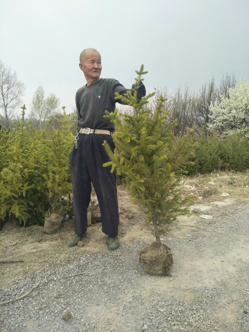 油松带苗营养杯苗一手货源服务周到量大从优欢迎欢迎