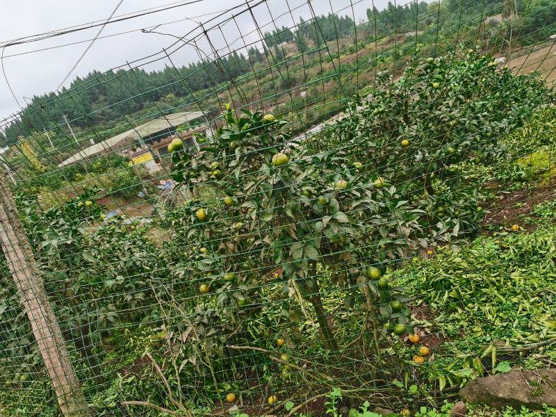 柑桔苗带果沃柑苗，三年苗3一8公分地径