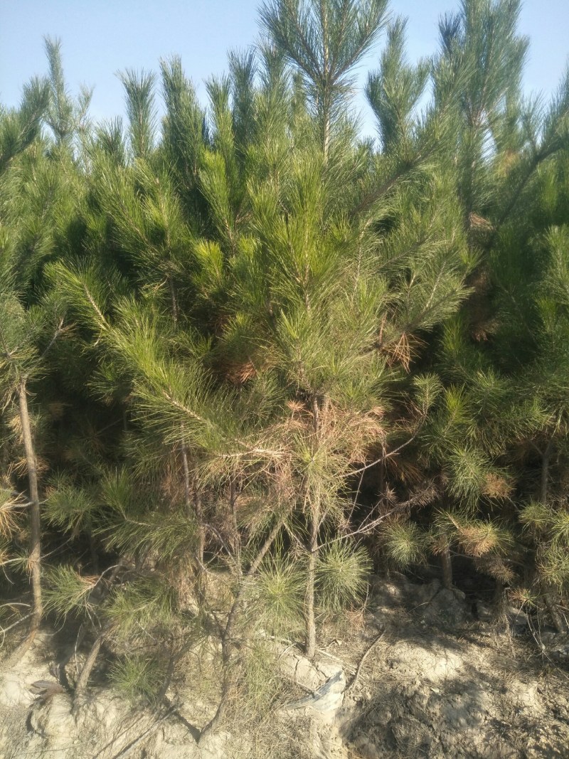 油松杯苗产地直销量大从优一手货源服务周到