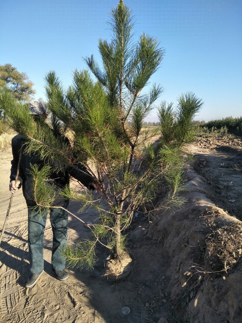 油松杯苗产地直销量大从优一手货源服务周到