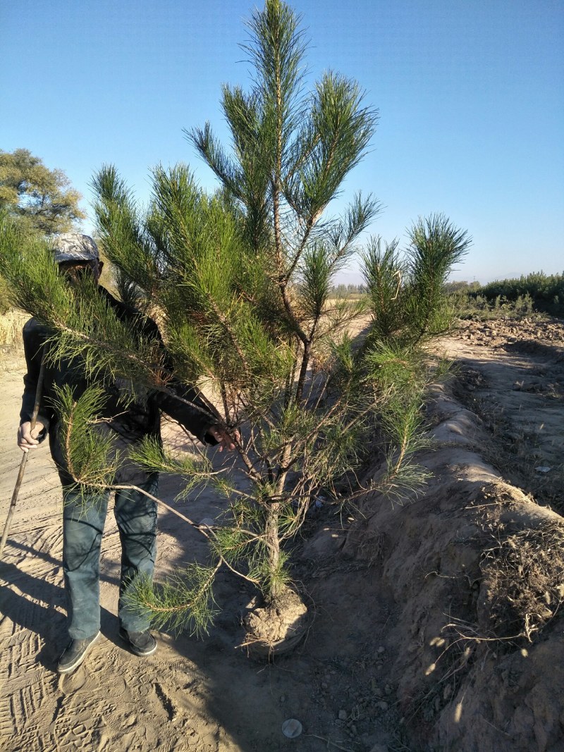 油松杯苗产地直销量大从优一手货源服务周到