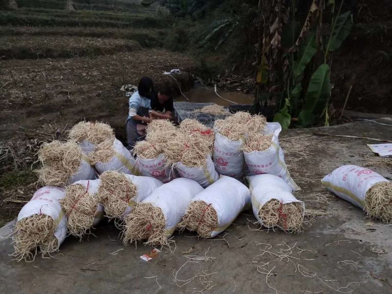 贵州本地鱼腥草大量上市