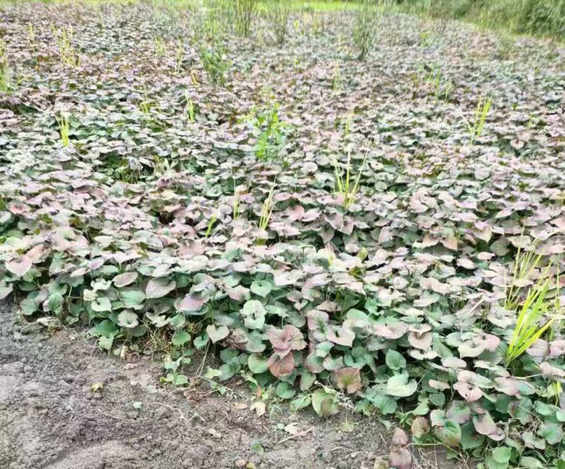 贵州本地鱼腥草大量上市