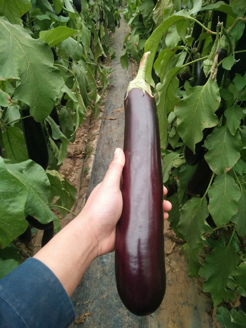 山东青州绿把茄子批发