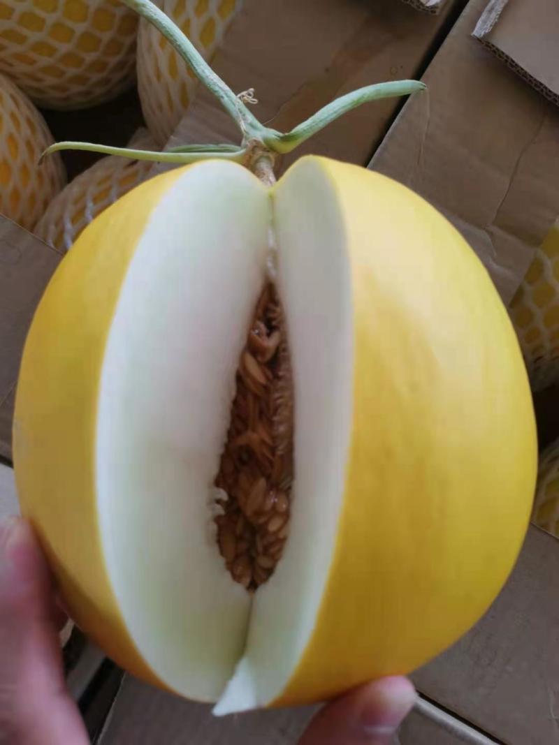 正宗缅甸进口黄河蜜，天天有货，量大从优，一条龙服务
