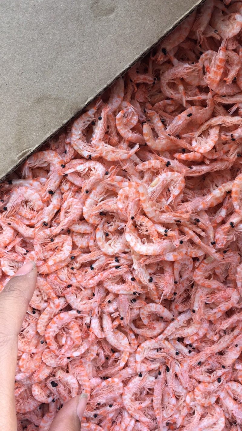 精品优质深海南极磷虾