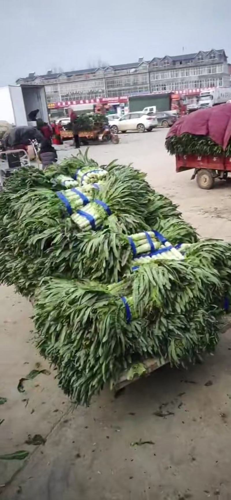 红叶香莴笋沂南莴笋产地代收一手货源欢迎广大客商前来收购