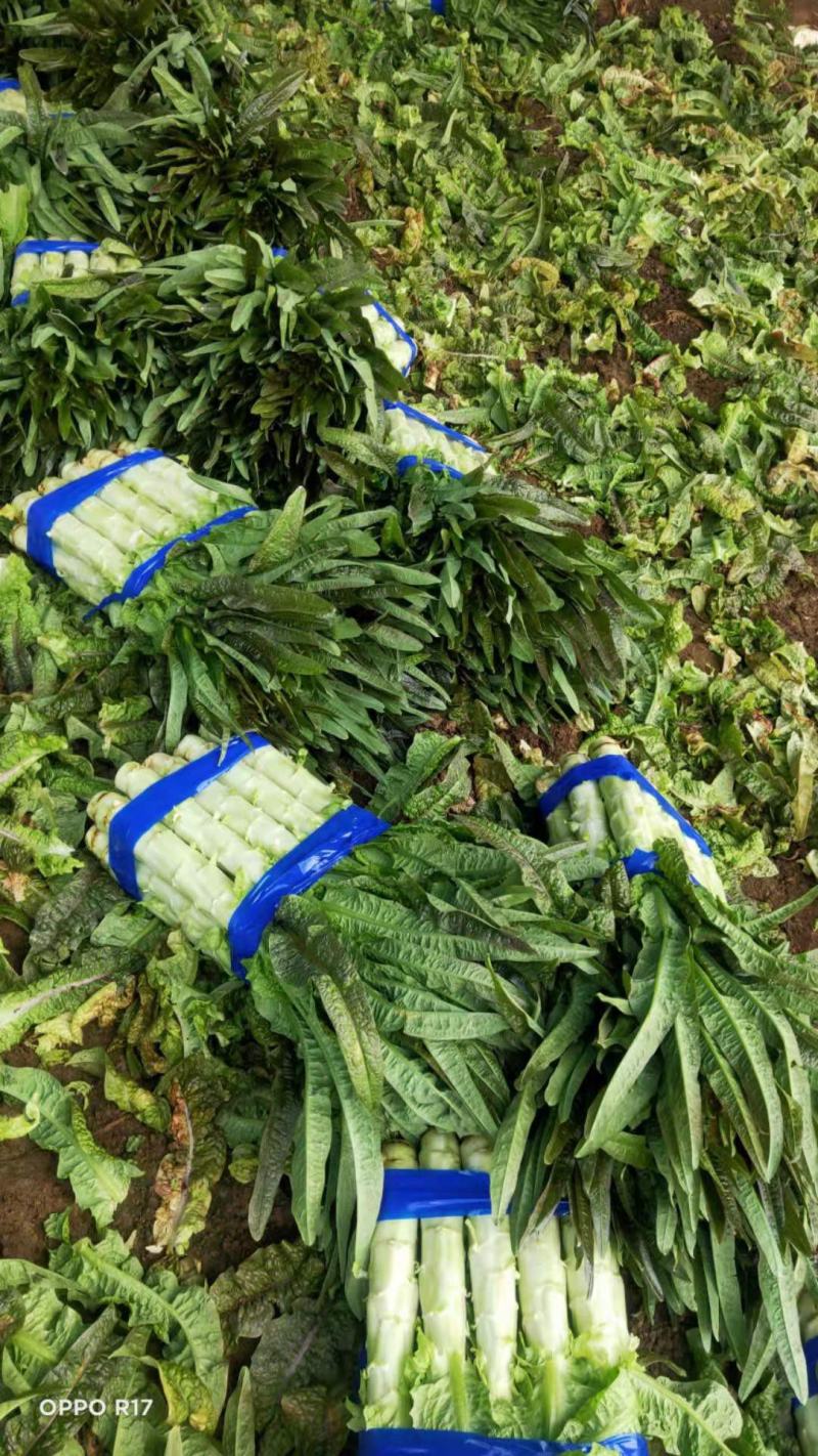 红叶香莴笋沂南莴笋产地代收一手货源欢迎广大客商前来收购