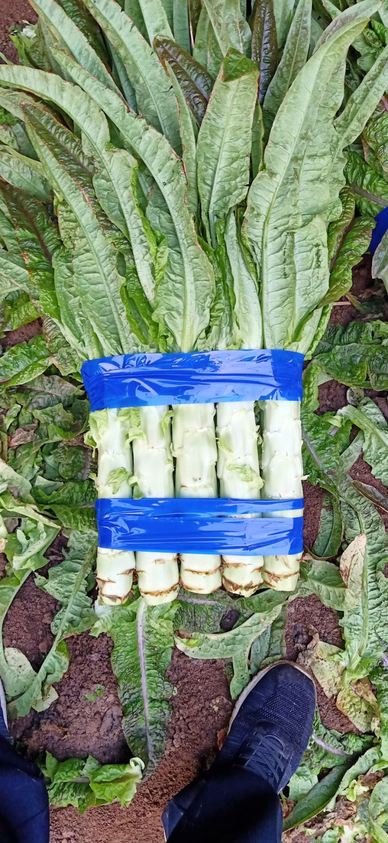 红叶香莴笋沂南莴笋产地代收一手货源欢迎广大客商前来收购