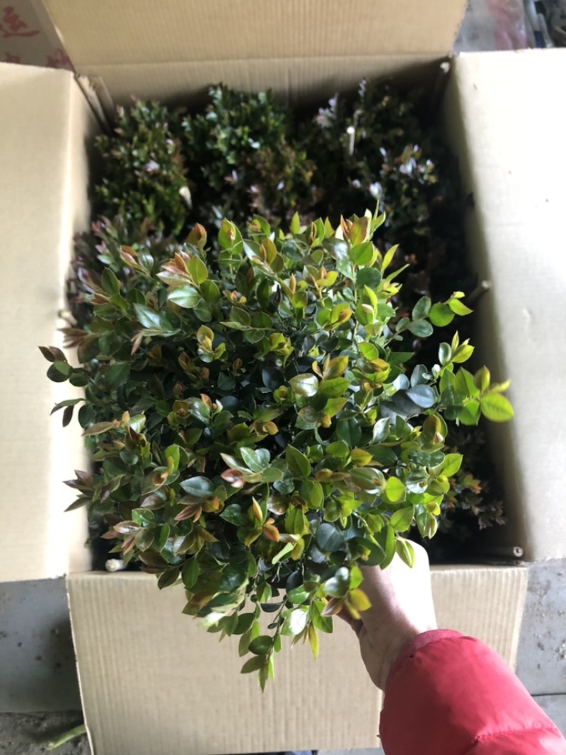 最后600盆180规格紫檀