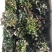 最后600盆180规格紫檀