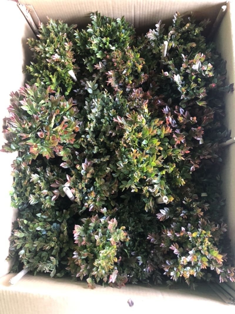 最后600盆180规格紫檀