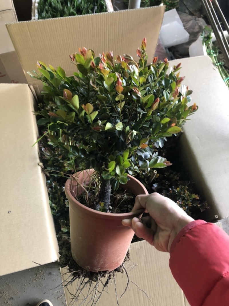最后600盆180规格紫檀