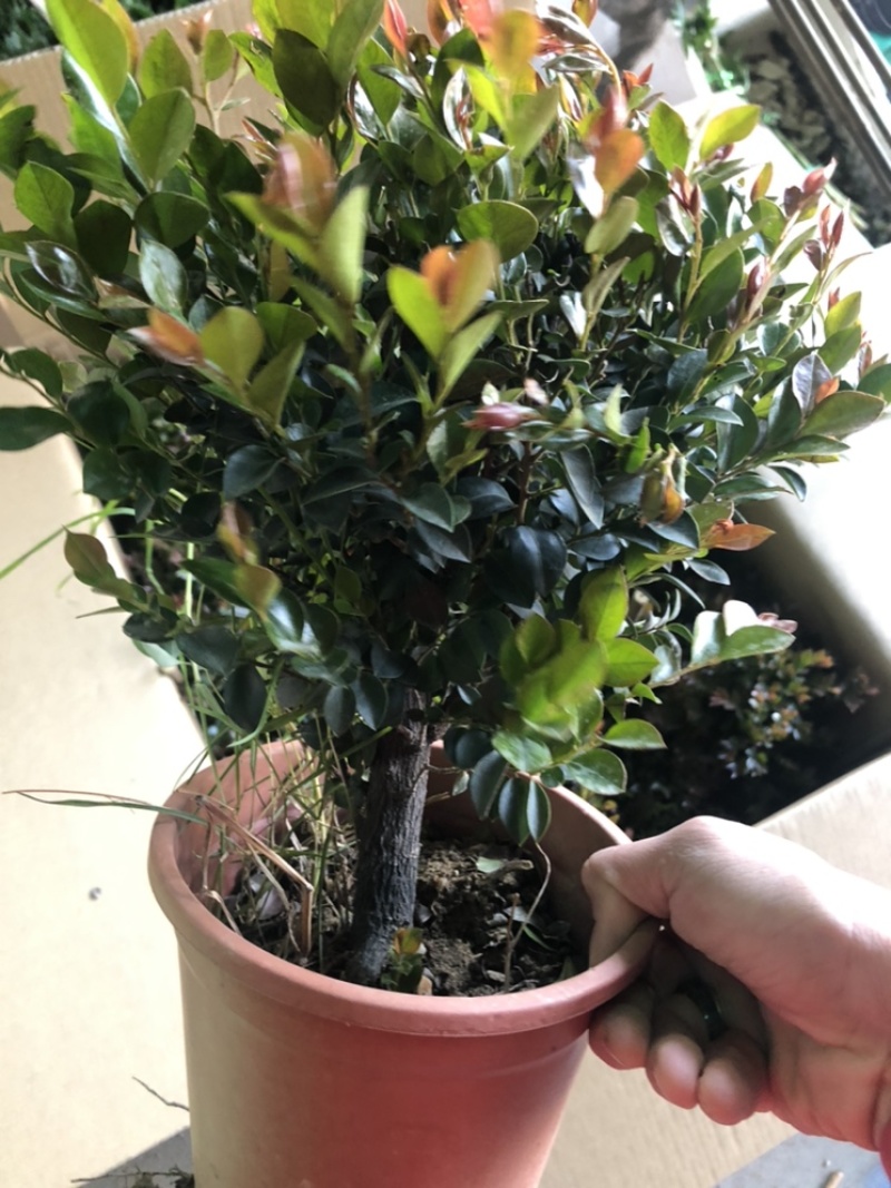最后600盆180规格紫檀