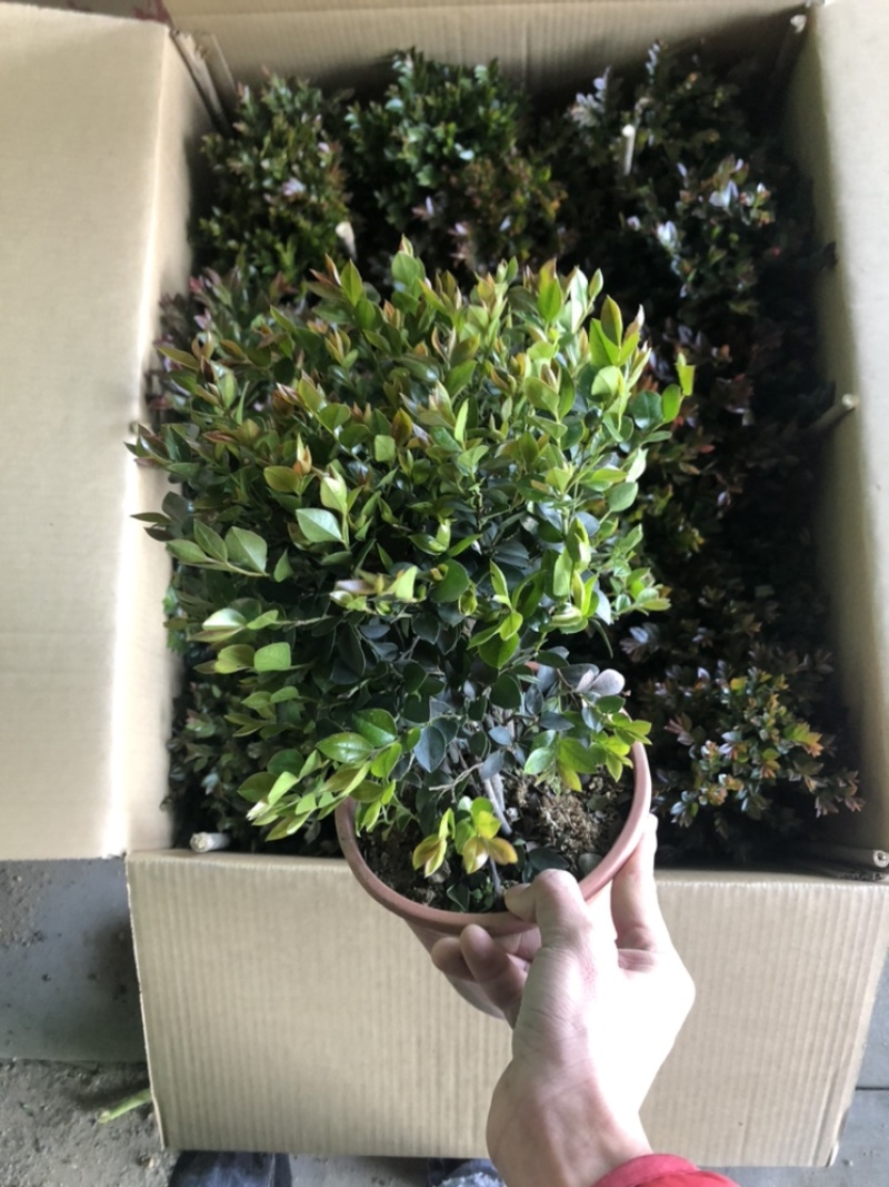 最后600盆180规格紫檀