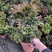 最后600盆180规格紫檀