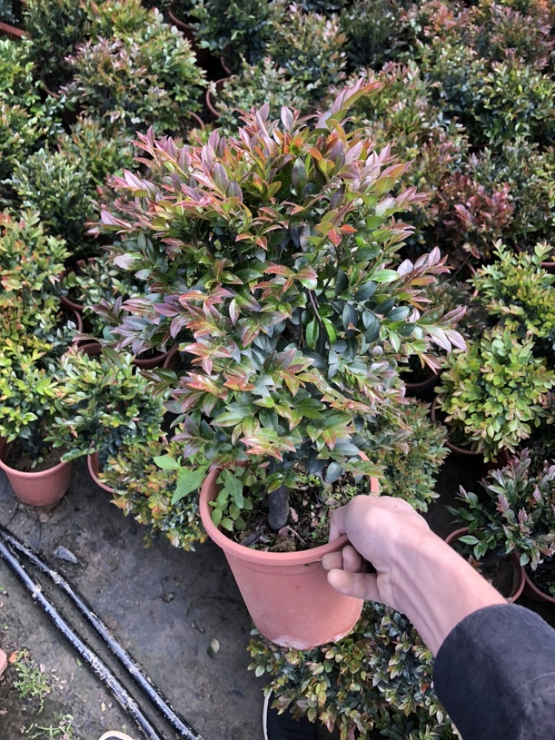 最后600盆180规格紫檀