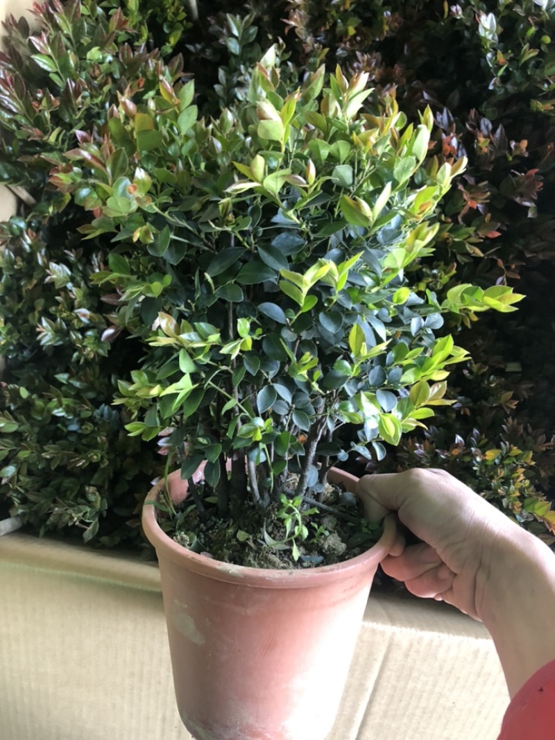最后600盆180规格紫檀