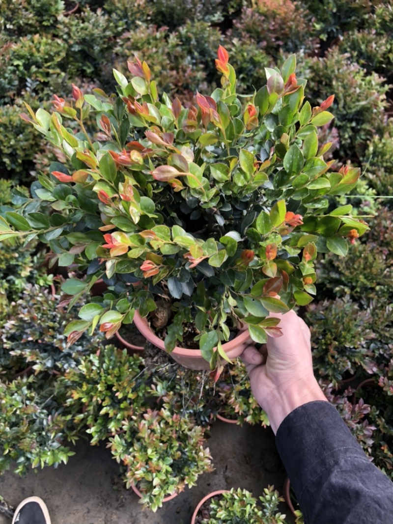 最后600盆180规格紫檀