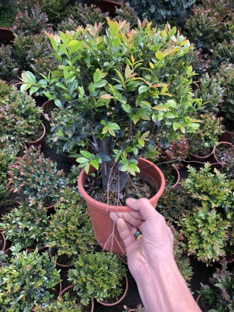 最后600盆180规格紫檀