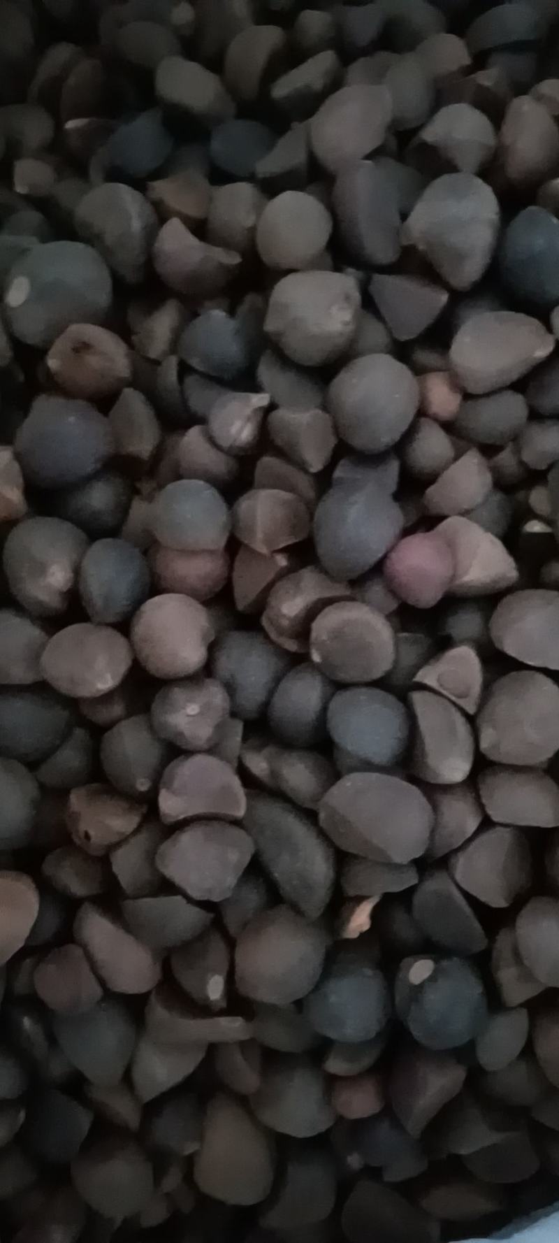 山茶籽，油率高，无霉变，手摘，价优